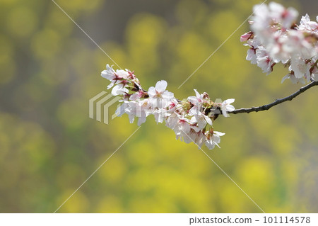 盛開在油菜花田裡的吉野櫻花 盛開在油菜花田裡的吉野櫻花 101114578