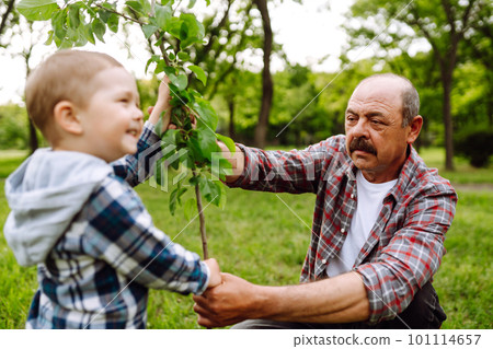 Planting family tree. Little boy helping his grandfather to plant tree while working together. Planting family tree. Little boy helping his grandfather to plant tree while working together. 101114657