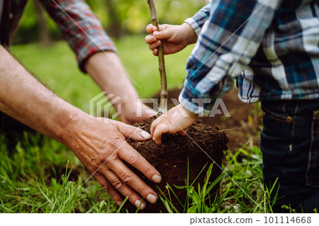 Planting a family tree. Hands of grandfather and little boy planting young tree in the garden. Planting a family tree. Hands of grandfather and little boy planting young tree in the garden. 101114668