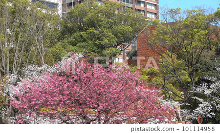 Scenery of a park with cherry blossoms Scenery of a park with cherry blossoms 101114958