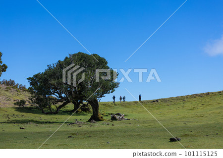 Group of tourists walking near Lonely tree on the hiking path 101115125