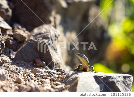 Lizard sits on a hot rock and basks in the sun Lizard sits on a hot rock and basks in the sun 101115126