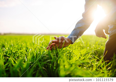Green wheat seedlings in hands of a farmer. Male farmer looking at the produce before harvesting. 101115579