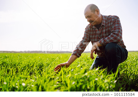 Green wheat seedlings in hands of a farmer. Male farmer looking at the produce before harvesting. 101115584