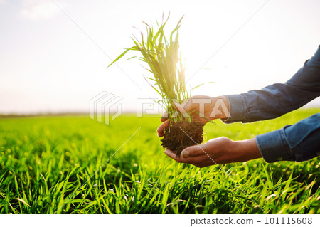 Young Green wheat seedlings in the hands of a farmer. Checking wheat field progress. 101115608