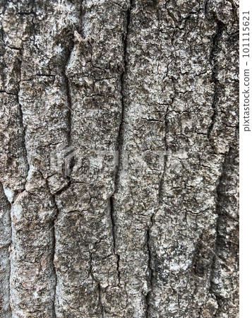 old tree bark 101115621