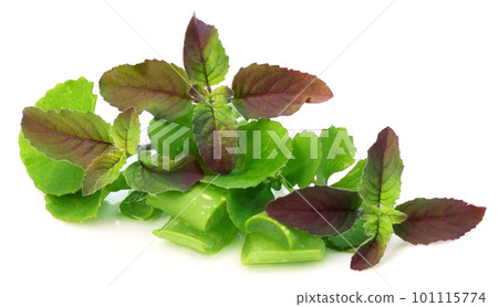 Medicinal herbs aloe, tulsi, thankuni 101115774