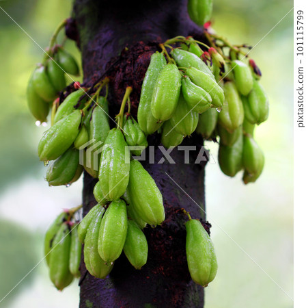 Bilimbi fruits 101115799