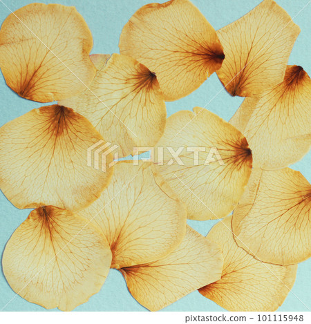 Yellow rose petals on a blue background. Herbarium, dried plants, flat floristry 101115948