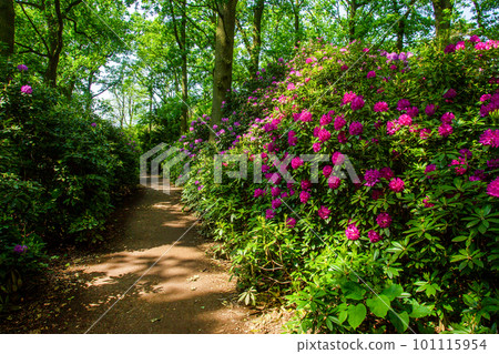 Purple rhododendron bushes  and and garden path next  to Japanese garden in the Hague (Clingendael estate) 101115954