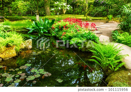 Red primeroses and ornate pond and white blossoms of azalea bush and purple also in the Hague 101115956