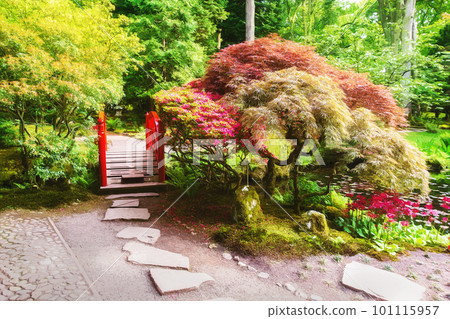 Amazing Japanese maple or palm-shaped maple and red  decorative bridge 101115957