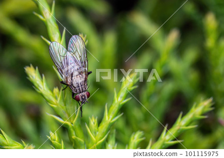 House fly on a green twig 101115975