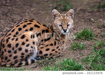 Serval is lying in the grass, Leptailurus serval Serval is lying in the grass, Leptailurus serval 101115978