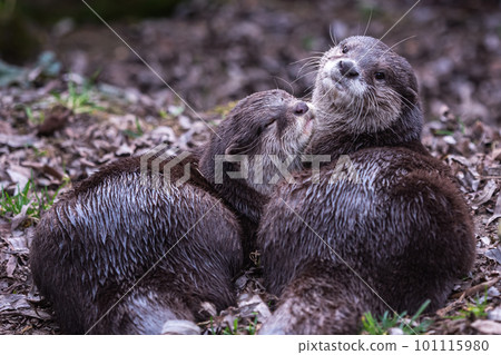 Two asian small clawed otters, Aonyx cinereus Two asian small clawed otters, Aonyx cinereus 101115980