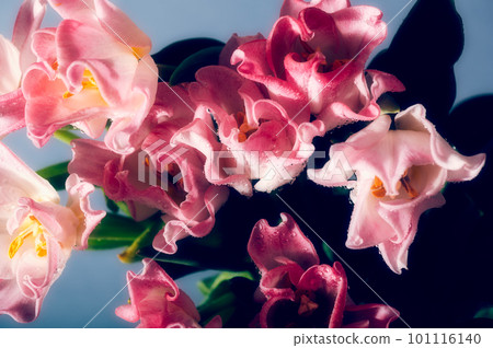 Bunch of Parrot Style Tulips 101116140