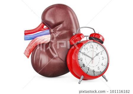 Human Kidney with alarm clock, 3D rendering Human Kidney with alarm clock, 3D rendering 101116182