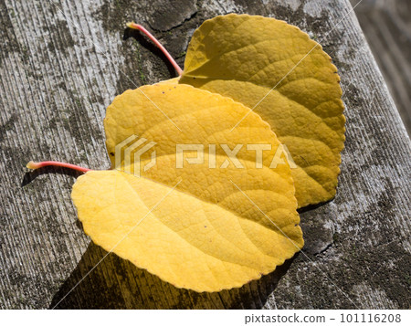 Two yellow leaves on wooden stairs 101116208