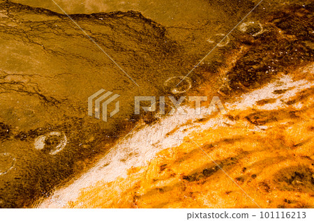 Bison footprints in a thermal spring 101116213