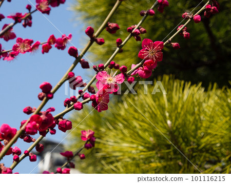 Blossoming plum tree against green pine branches 101116215