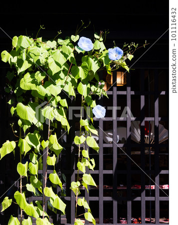 Morning glory flowers in front of an old house in historic downtown district of Takayama 101116432