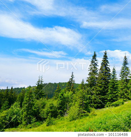 Beautiful pine trees on background high mountains. Beautiful pine trees on background high mountains. 101116486