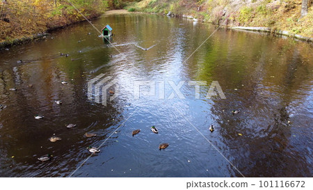 Flying over water of lake with swimming ducks in park with trees with yellow falling leaves on sunny autumn day. Autumn scenery. Natural background. Many feathered birds ducks. Landscape park. Flying over water of lake with swimming ducks in park with trees with yellow falling leaves on sunny autumn day. Autumn scenery. Natural background. Many feathered birds ducks. Landscape park. 101116672