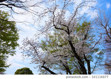 Ogunohara 公園盛開的染井吉野櫻花樹和新鮮的綠葉 Ogunohara 公園盛開的染井吉野櫻花樹和新鮮的綠葉 101116877