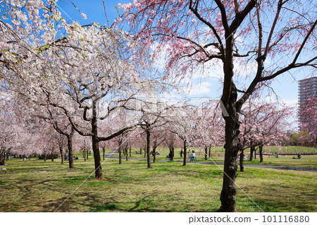 Weeping cherry blossoms and blue sky at Ogunohara Park Weeping cherry blossoms and blue sky at Ogunohara Park 101116880