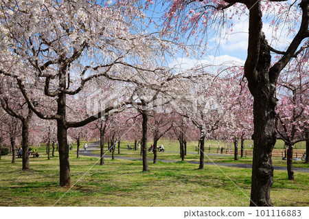 Weeping cherry blossoms and blue sky at Ogunohara Park Weeping cherry blossoms and blue sky at Ogunohara Park 101116883
