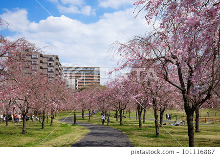 Weeping cherry blossoms and blue sky at Ogunohara Park Weeping cherry blossoms and blue sky at Ogunohara Park 101116887