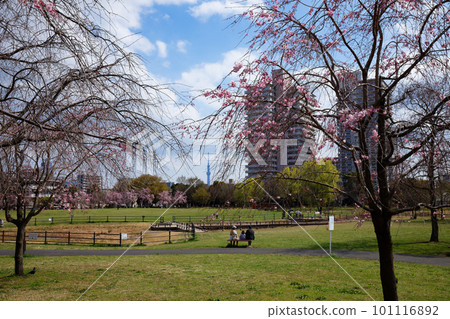 小久之原公園晴空塔的垂枝櫻花 101116892