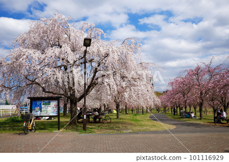 Weeping cherry blossoms and blue sky at Ogunohara Park 101116929