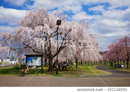 Ogunohara 公園的垂枝櫻花和藍天 101116930