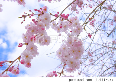 Ogunohara 公園的垂枝櫻花和藍天特寫 101116935