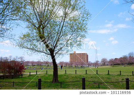 奧野原公園垂枝櫻花和嫩葉上的新鮮綠色 奧野原公園垂枝櫻花和嫩葉上的新鮮綠色 101116936