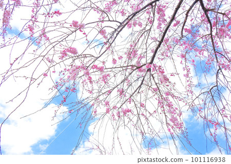 Ogunohara 公園垂枝櫻花和藍天的特寫 Ogunohara 公園垂枝櫻花和藍天的特寫 101116938