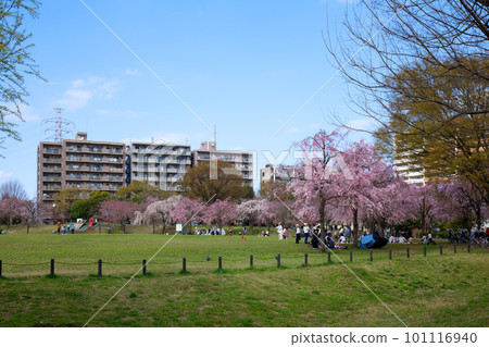 奧野原公園垂枝櫻花和嫩葉上的新鮮綠色 奧野原公園垂枝櫻花和嫩葉上的新鮮綠色 101116940