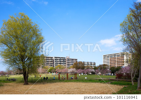 Fresh green on the weeping cherry trees and young leaves of Okunohara Park 101116941