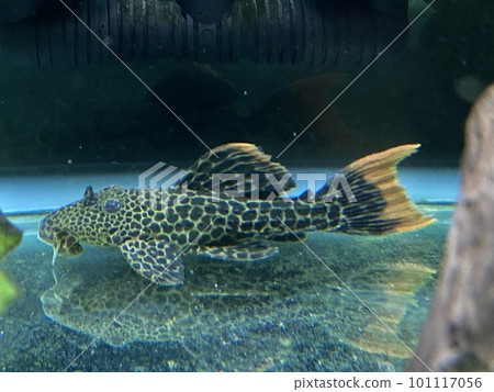 Orange fin leopard trim pleco 101117056