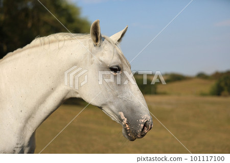 Portrait of purebred lipizzaner mare on pasture in warm summer day 101117100