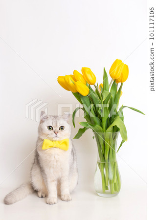 Adorable white cat in a yellow bow tie, sitting next to a glass vase with a bouquet of tulips 101117106
