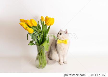 white British cat in a yellow bow tie, sitting next to a vase with a bouquet of yellow tulips 101117107