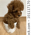 玩具貴賓犬 101117170