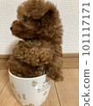 茶杯裡的貴賓犬 101117171