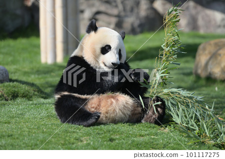 Yuhama eating bamboo deliciously 101117275