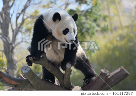 Yuhama playing on the playground equipment 101117297