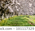 A tunnel of cherry blossoms and a carpet of rape blossoms 101117329