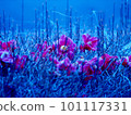 Scattered camellia 101117331