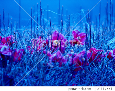 Scattered camellia Scattered camellia 101117331
